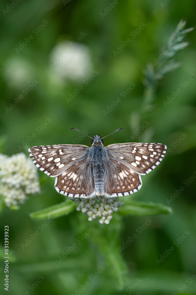 Hesperiidae / Sarı Bantlı Zıpzıp / Yellow-banded Skipper / Pyrgus sidae Hesperiidae / Sarı Bantlı Zıpzıp / Yellow-banded Skipper / Pyrgus sidae