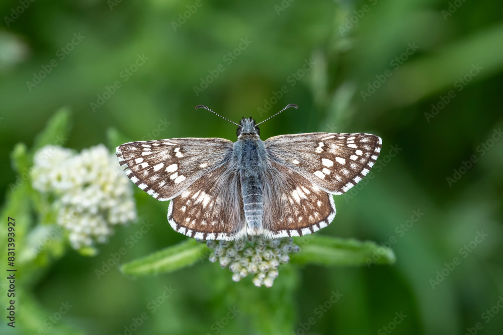 Hesperiidae / Sarı Bantlı Zıpzıp / Yellow-banded Skipper / Pyrgus sidae Hesperiidae / Sarı Bantlı Zıpzıp / Yellow-banded Skipper / Pyrgus sidae