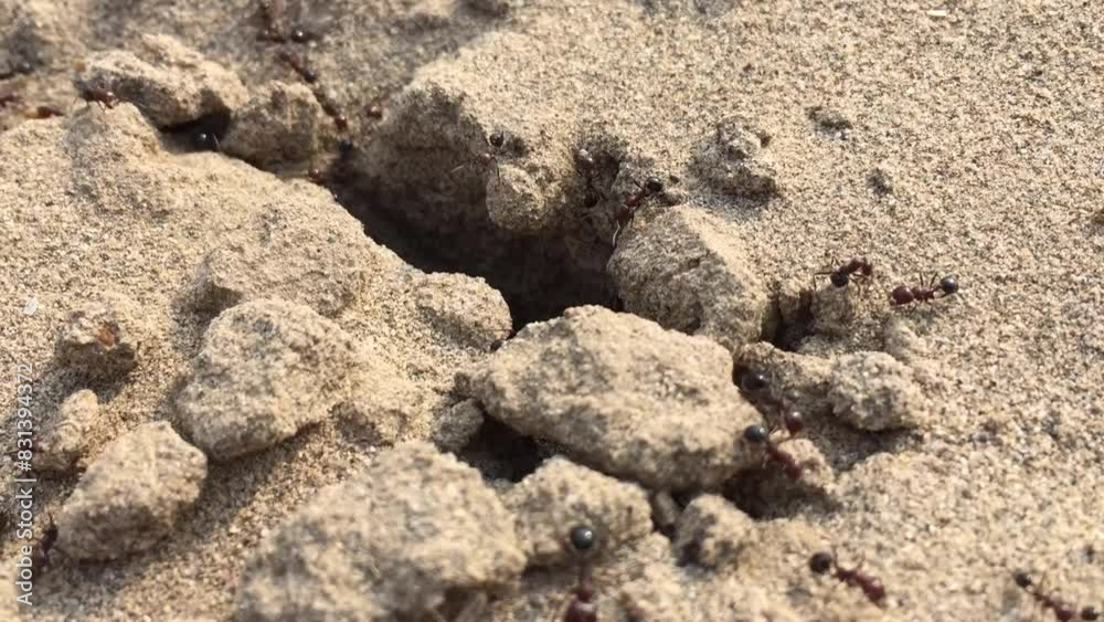 Macro view of black ants hill working on ground nest, insects wildlife Macro view of black ants hill working on ground nest, insects wildlife