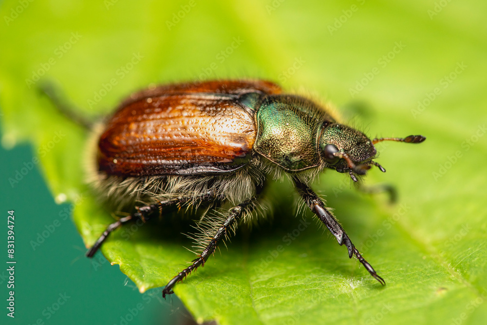 Gartenlaubkäfer Phyllopertha horticola makro Gartenlaubkäfer Phyllopertha horticola makro