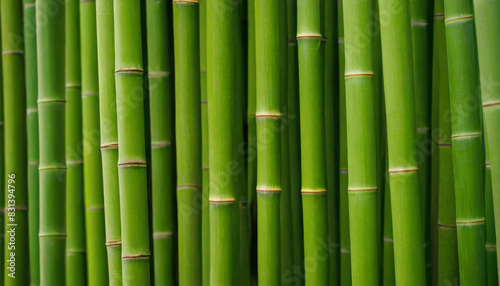 Detailed view of a vibrant green bamboo plant with intricate leaves and sturdy stems
