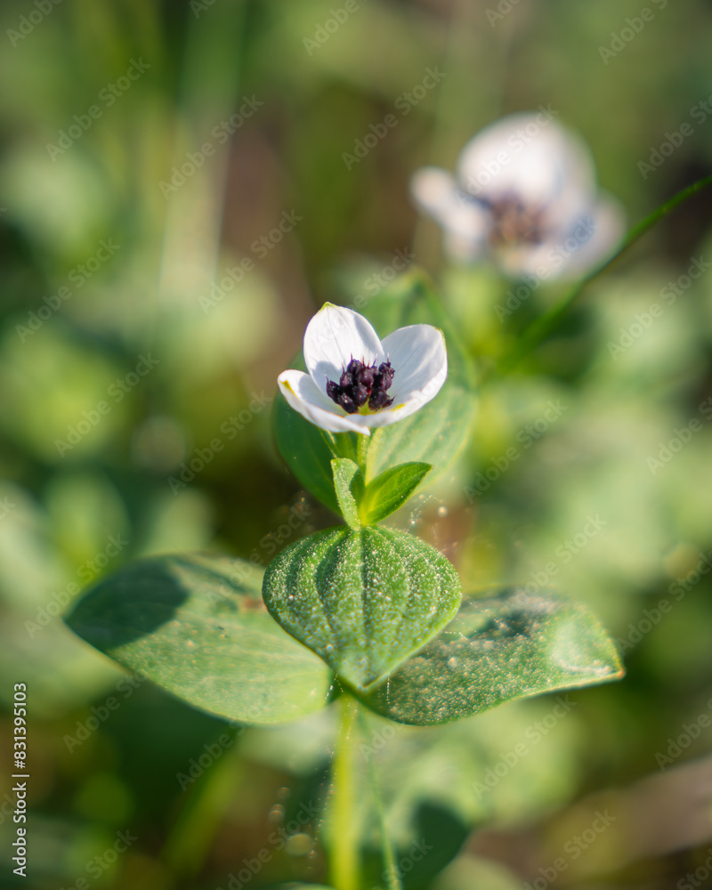 Flowering Swedish Cornel or bunchberry (Cornus suecica). The dwarf cornel or bunchberry blooming in nature in West Estonia Flowering Swedish Cornel or bunchberry (Cornus suecica). The dwarf cornel or bunchberry blooming in nature in West Estonia