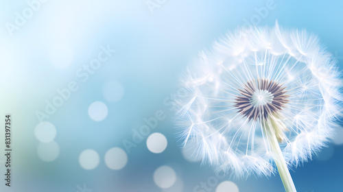 Abstract dandelion flower