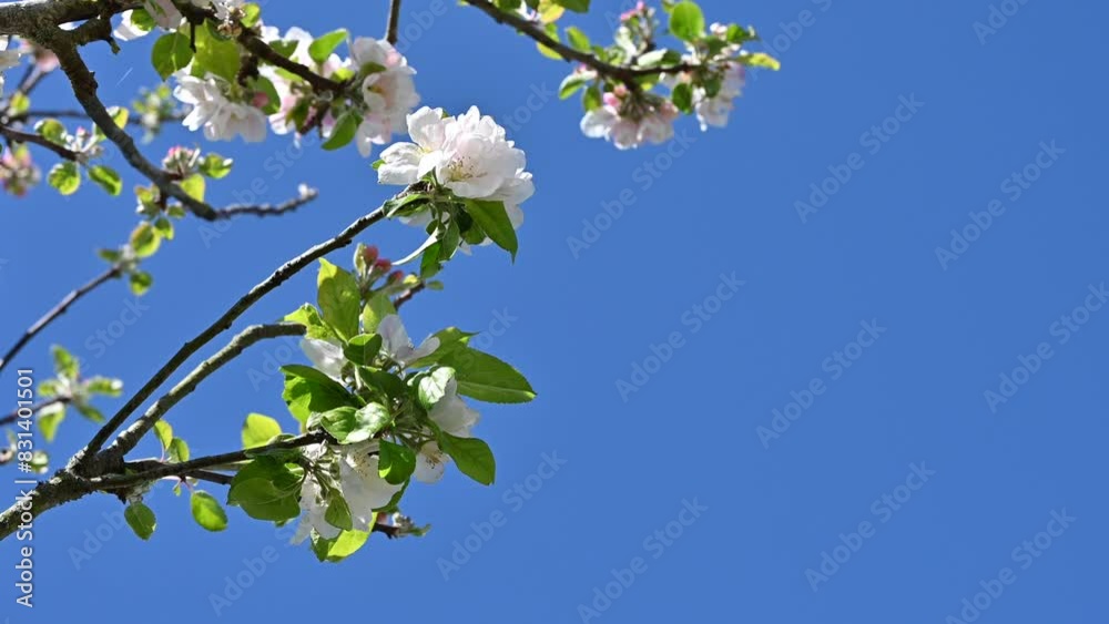 Stunning apple tree blossom on blue sky background. Stunning apple tree blossom on blue sky background.