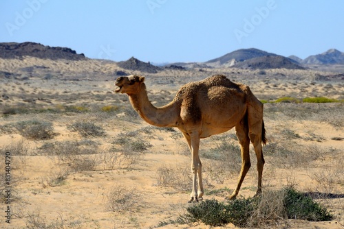 Camellos en Sharqiya Sands, Sultanato de Omán photo