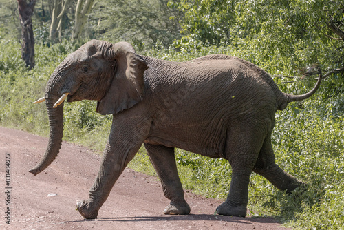 Tanzania - Lake Manyara National Park - African bush elephant  Loxodonta africana 