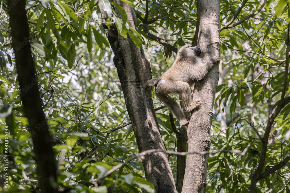 Fototapeta premium Tanzania - Lake Manyara National Park - olive baboon (Papio anubis)