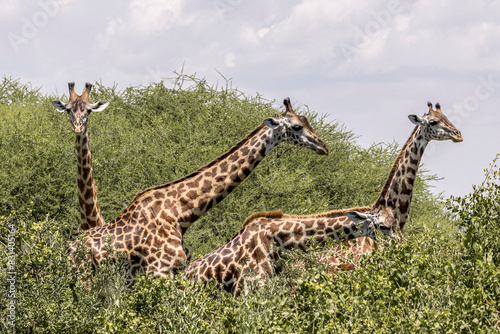 Photography Tanzania - Lake Manyara National Park - Masai giraffe (Giraffa tippelskirchi)
