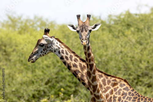 Tanzania - Lake Manyara National Park - Masai giraffe  Giraffa tippelskirchi 