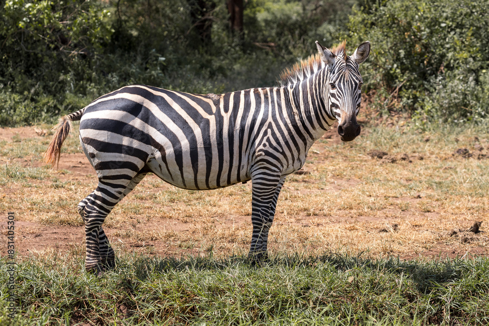 Naklejka premium Tanzania - Lake Manyara National Park - plains zebra (Equus quagga)