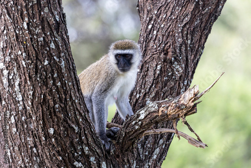 Tanzania - Tarangire National Park - vervet monkey (Chlorocebus pygerythrus) photo