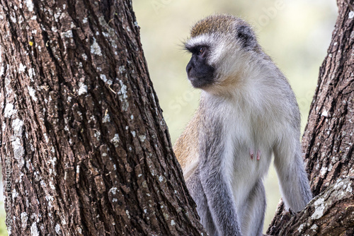Tanzania - Tarangire National Park - vervet monkey (Chlorocebus pygerythrus)