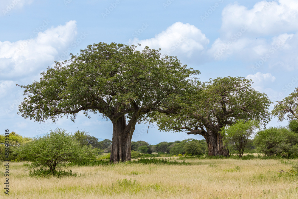 Tanzania - Tarangire National Park - African Baobabs Stand Tall in Savannah Tanzania - Tarangire National Park - African Baobabs Stand Tall in Savannah