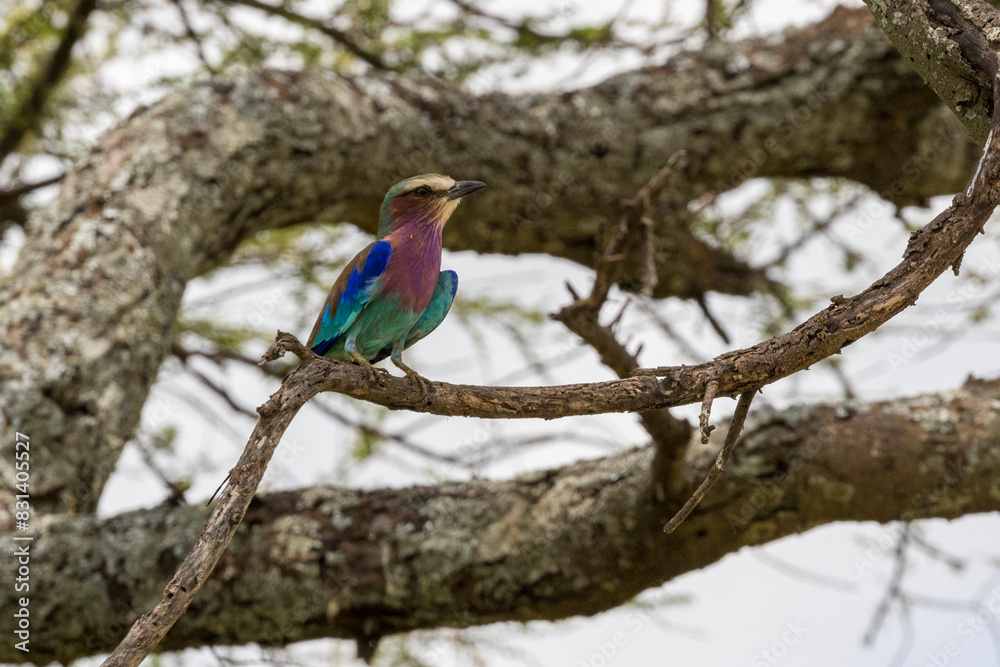Fototapeta premium lilac-breasted roller (Coracias caudatus)