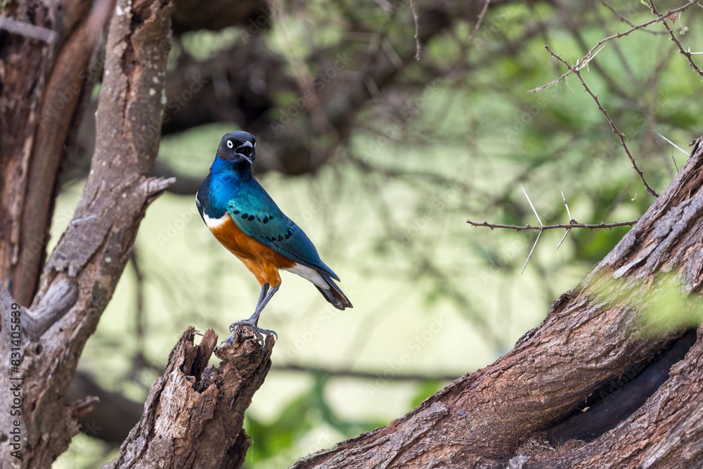 Tanzania - Tarangire National Park - superb starling (Lamprotornis superbus) Tanzania - Tarangire National Park - superb starling (Lamprotornis superbus)