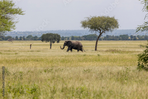 Tanzania - Tarangire National Park - African bush elephant  Loxodonta africana 