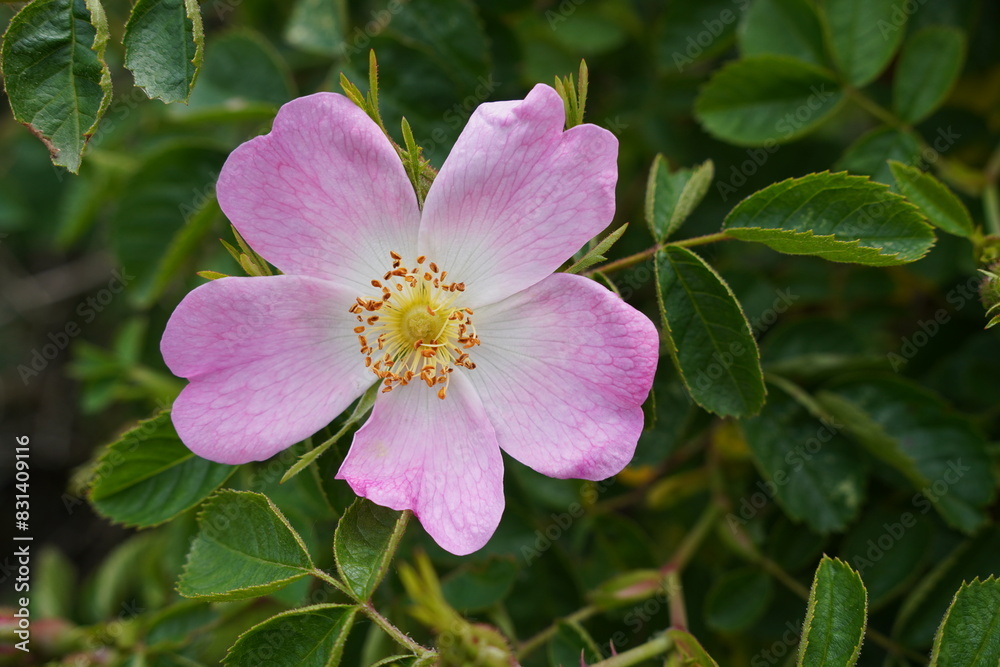 isolated pink Dog Rose and greenery. common hedgerow flower Rosa canina. isolated pink Dog Rose and greenery. common hedgerow flower Rosa canina.