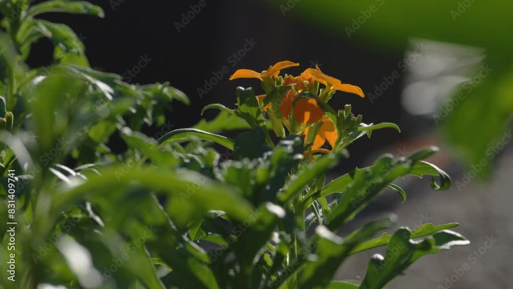 Milkweed flower blooming on green leaves under the sunlight against blur background Milkweed flower blooming on green leaves under the sunlight against blur background