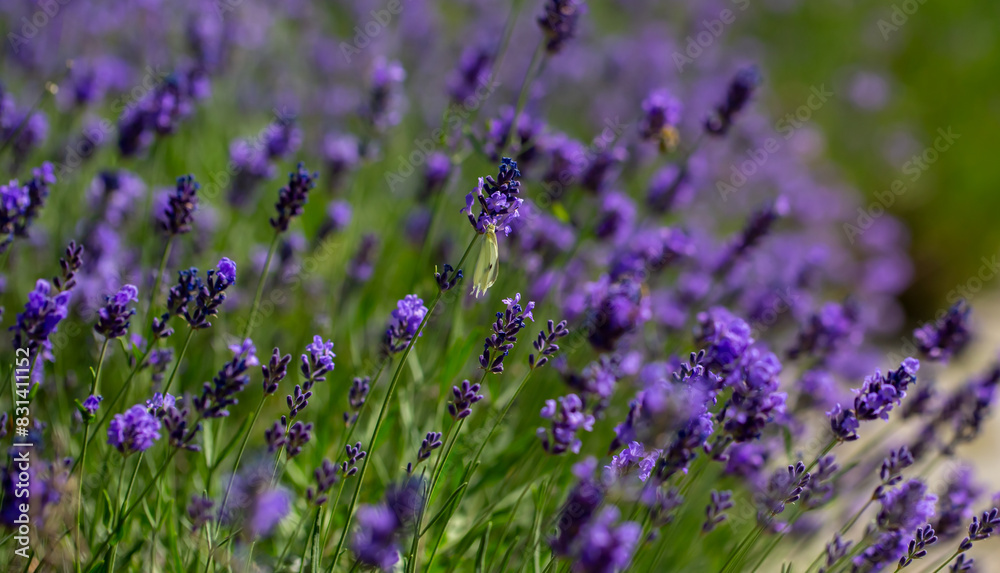 Naklejka premium Spring lavender flowers under sunlight. Lilac flowers close up. Beautiful landscape of nature with a panoramic view. Hi spring. long banner