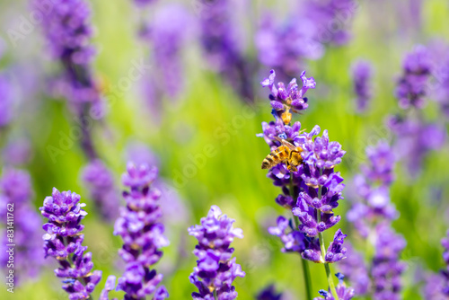 Spring lavender flowers under sunlight. Bees pollinate flowers and collect pollen. Lavender honey. Beautiful landscape of nature with a panoramic view. Hi spring. long banner