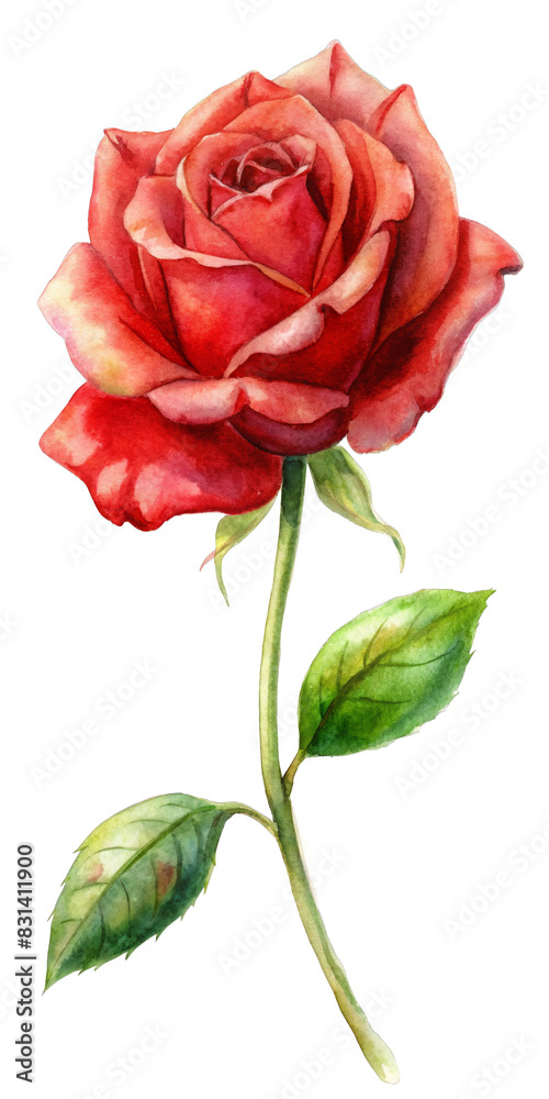 Red Rose Watercolor Illustration Red Rose Watercolor Illustration