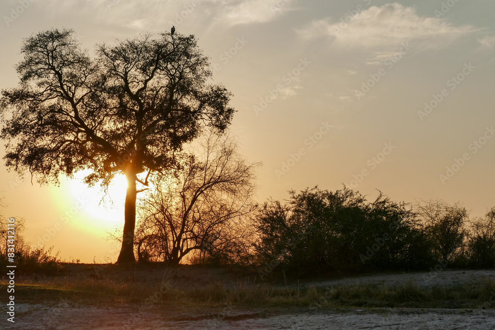 Obraz premium Antilope