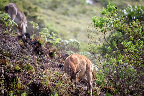 Nilgiri tahr roaming around the Eravikulam National Park situated in the Kannan Devan Hills near Munnar. It is located in the Devikulam Taluk of Idukki district in Kerala photo