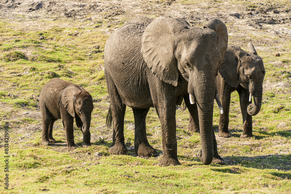 Fototapeta premium Elefant