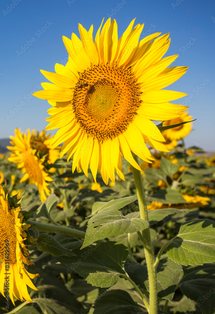 Sunflower field, Trakya - Turkey. Nature agriculture view. Sunflower field, Trakya - Turkey. Nature agriculture view.