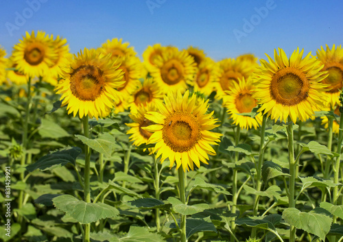 Sunflower field  Trakya - Turkey. Nature agriculture view.