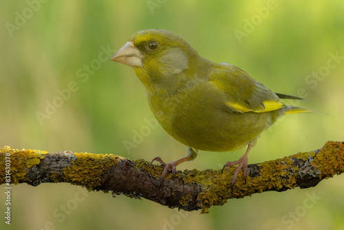 Greenfinch sits on a tree branch covered with lichen. It shows the greenfinch in a side view.