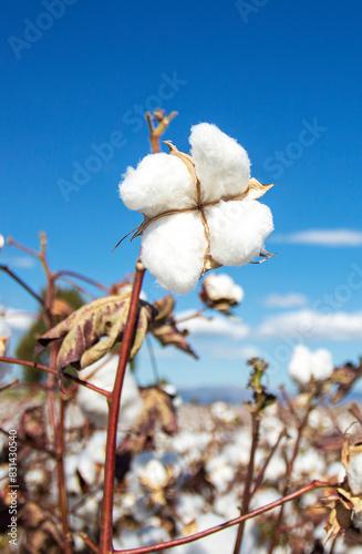 Cotton field (Turkey / Izmi...