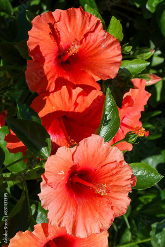 Bright pink flower of hibiscus  Hibiscus rosa sinensis 