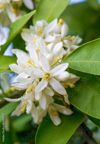 Ripe oranges hanging on a blossoming orange tree