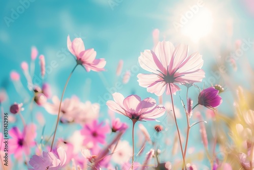 Beautiful cosmos flowers in the meadow  sunlight and blue sky background  a beautiful natural landscape with a summer flower field  colorful wildflowers in the green grass at sunrise or sunset. 