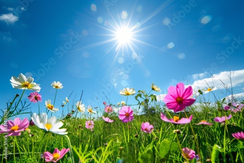 Beautiful cosmos flowers in the meadow  sunlight and blue sky background  a beautiful natural landscape with a summer flower field  colorful wildflowers in the green grass at sunrise or sunset. 