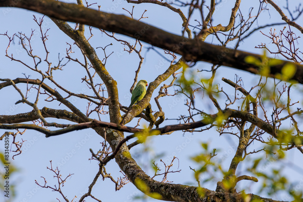 A band-tailed parakeet as a neozoon on the bare branches of a tree in the Dutch city of Delft A band-tailed parakeet as a neozoon on the bare branches of a tree in the Dutch city of Delft