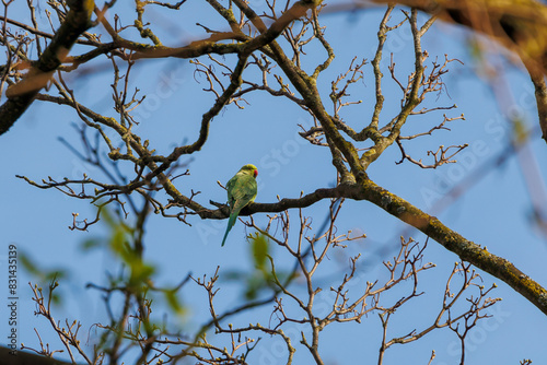 A band-tailed parakeet as a neozoon on the bare branches of a tree in the Dutch city of Delft photo