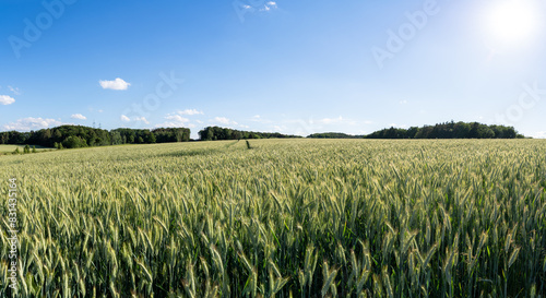 Panorama of a green barley field in summer
