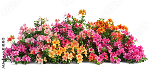 Fototapeta Naklejka Na Ścianę i Meble -  Colourful Flowers Bush - Vibrant Azalea Blossom