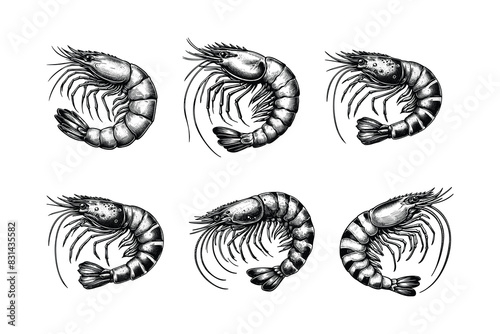 set of shrimp illustration. hand drawn black and white shrimp line art illustration, isolated white background