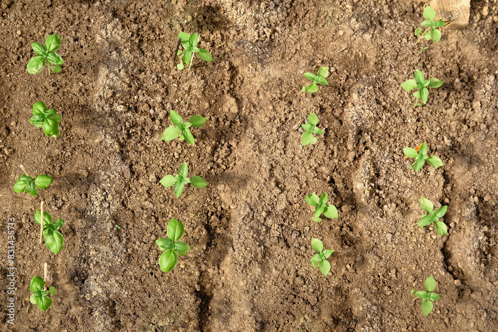 Fresh basil sprouts with green leaves grow from the ground. Young ocimum basilicum in the garden. Fresh basil sprouts with green leaves grow from the ground. Young ocimum basilicum in the garden.