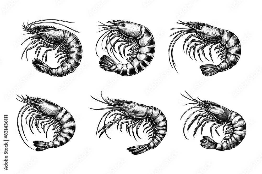 Fototapeta premium set of shrimp illustration. hand drawn black and white shrimp line art illustration, isolated white background