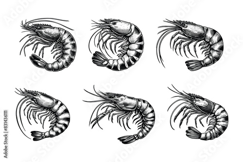 set of shrimp illustration. hand drawn black and white shrimp line art illustration, isolated white background