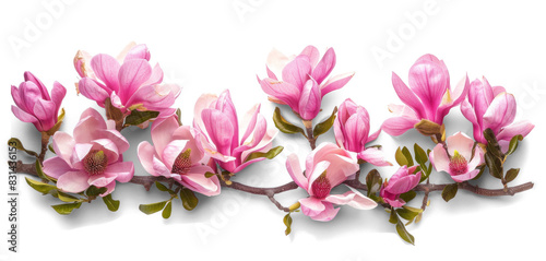 Wallpaper Mural Magnolia Flowers Bush Transparent Background Pink Blooms Torontodigital.ca