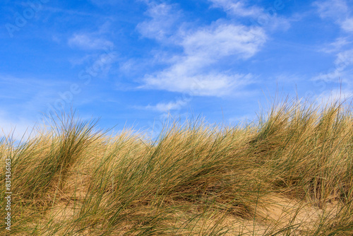 Dune landscape in the Dutch town of Bergen and Zee on a sunny day with a blue sky