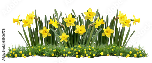 Daffodil Flowers Bush on Transparent Background photo