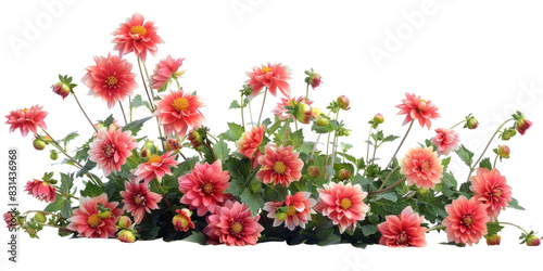 Fototapeta Naklejka Na Ścianę i Meble -  Dahlia flowers bush on transparent background