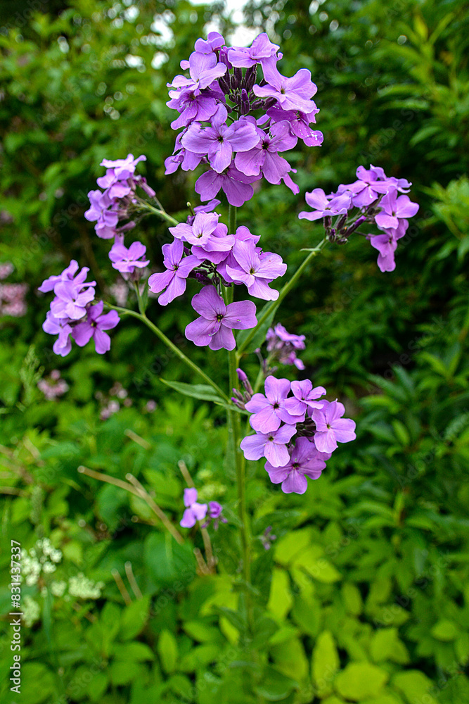 Closeup on purple gilliflower Hesperis matronalis. Closeup on purple gilliflower Hesperis matronalis.