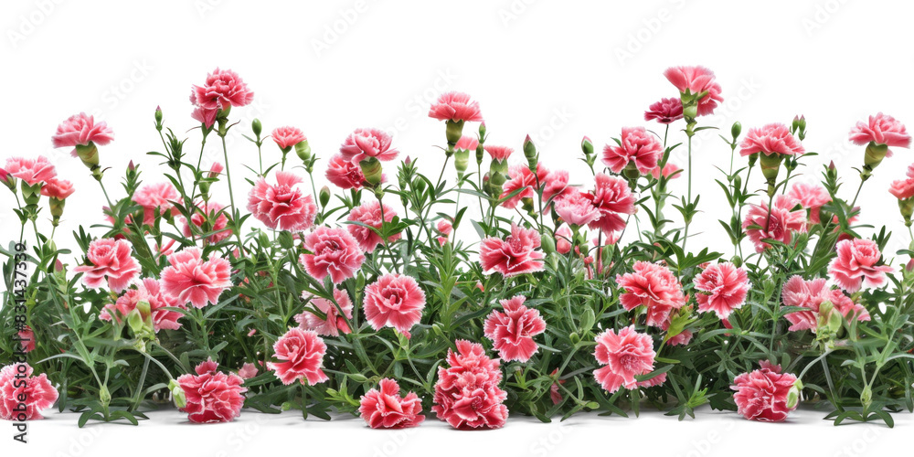Fototapeta premium Pink Carnations Flowers Bush, Transparent Background